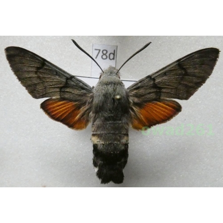 Macroglossum stellatarum (Linnaeus, 1758) ex. ovo Poland78d